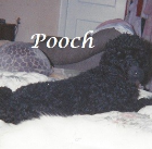 Pooch Maloy .2015